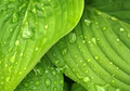 Hosta Coast to Coast - 3 Rooted Starter Plants in 1 Qt Pots