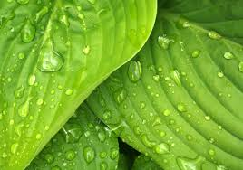 Hosta Coast to Coast - 3 Rooted Starter Plants in 1 Qt Pots