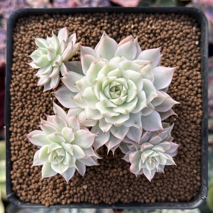 Echeveria ‘Margaret’ Bare Root – 2–3