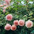 Abraham Darby Rose Bush – Live Bare Root Starter Plant | David Austin English Rose, Apricot-Pink, Fragrant, Repeat Bloomer