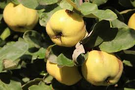 Quince Tree Seeds - 5 Seeds for Backyard Orchard & Edible Garden