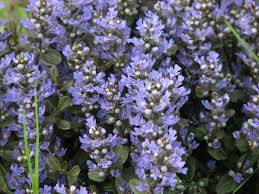 Chocolate Chip Ajuga Live Plants - 3 Rooted Starters in 1 Qt Pots