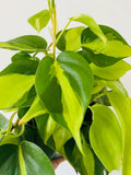 Philodendron Brasil Rooted Cutting – Variegated Heartleaf Philodendron