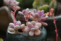 Moonstone Thick-Leaf Succulent Live Plant – Pachyphytum oviferum in 2-Inch Pot