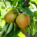 Shinseiki Asian Pear Tree Bare Root - 2 ft, Self-Pollinating, Low Chill, Ready to Plant