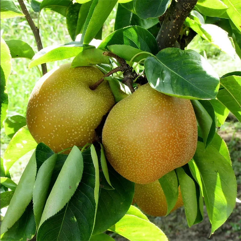 Shinseiki Asian Pear Tree Bare Root - 2 ft, Self-Pollinating, Low Chill, Ready to Plant