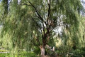 Corkscrew Willow Sapling (Salix matsudana 'Tortuosa') - 1/2 Gallon Pot, Well-Rooted Live Sapling