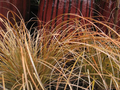 Prairie Fire Orange Sedge Carex testacea ‘Prairie Fire’ – 4-Inch Pot, 1 Live Plant