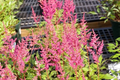 Astilbe × arendsii 'Rheinland' Rheinland False Spiraea — 1 Gallon Live Plant