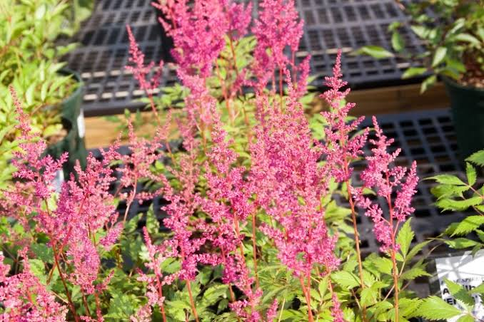 Astilbe × arendsii 'Rheinland' Rheinland False Spiraea — 1 Gallon Live Plant