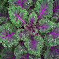 Red Kale Microgreen Sprouting Seeds (Brassica oleracea var. sabellica) 8 oz | Microgreen Seeds