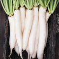 Daikon Radish Seeds - 2 oz Non-GMO Raphanus sativus