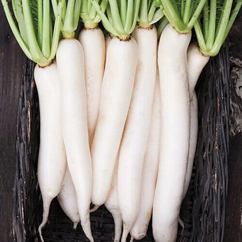 Daikon Radish Seeds - 2 oz Non-GMO Raphanus sativus