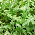 Arugula Microgreen Seeds - NON-GMO 12 oz for Sprouting | Fast-Growing Eruca sativa