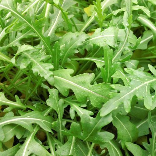 Arugula Microgreen Seeds - NON-GMO 12 oz for Sprouting | Fast-Growing Eruca sativa