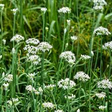 Garlic Chives Seeds - Allium tuberosum, 16 oz for Microgreens & Sprouting