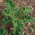Kale Seeds - Black of Tuscany Microgreen/Garden Variety (Brassica oleracea) 200 Seeds