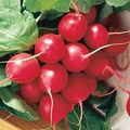 Red Radish Seeds - Raphanus sativus, 2 oz Organic, Non-GMO, Heirloom
