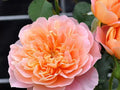 Rosa ‘Impressionist’ Unrooted Cuttings – 3 Fresh Clippings for Rooting or Grafting