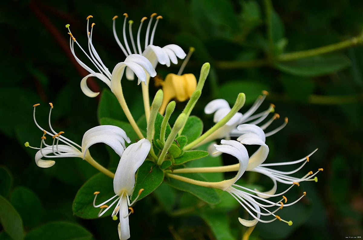 Japanese Honeysuckle Vine Cuttings (Lonicera japonica) - 10 Unrooted Fresh Cuttings