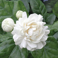 Grand Duke Jasmine Plant (Jasminum sambac) - Bareroot Plug 3-5" | Fragrant Flowering shrub