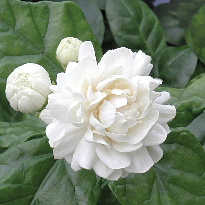 Grand Duke Jasmine Plant (Jasminum sambac) - Bareroot Plug 3-5" | Fragrant Flowering shrub