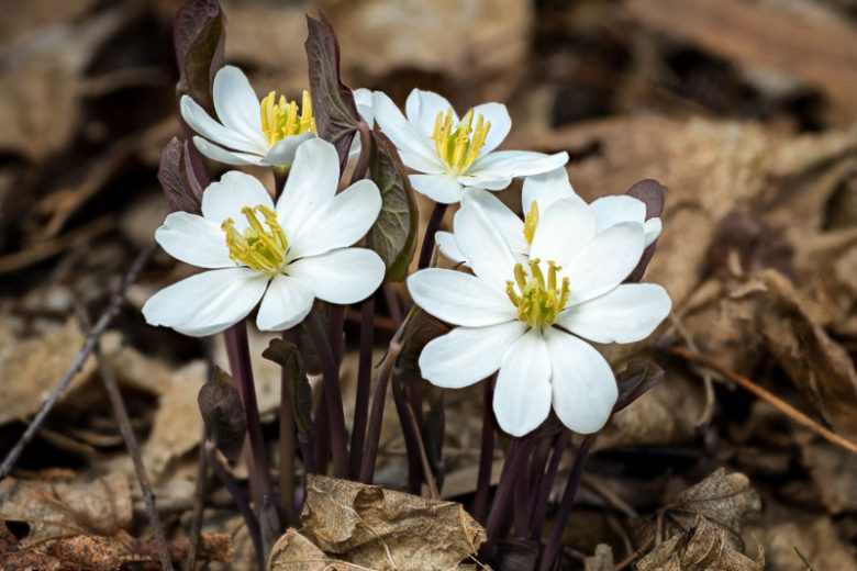 Twinleaf Jeffersonia diphylla Bare-Root, 5 Plants | Native Woodland Perennial