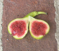 JH Adriatic Fig Cutting (Unrooted) 8+" | Ficus carica Green Skin, Red Flesh, 3+ Nodes, Propagation