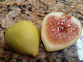 White Kadota Fig Cuttings (Ficus carica) - 2 Unrooted 6-8"