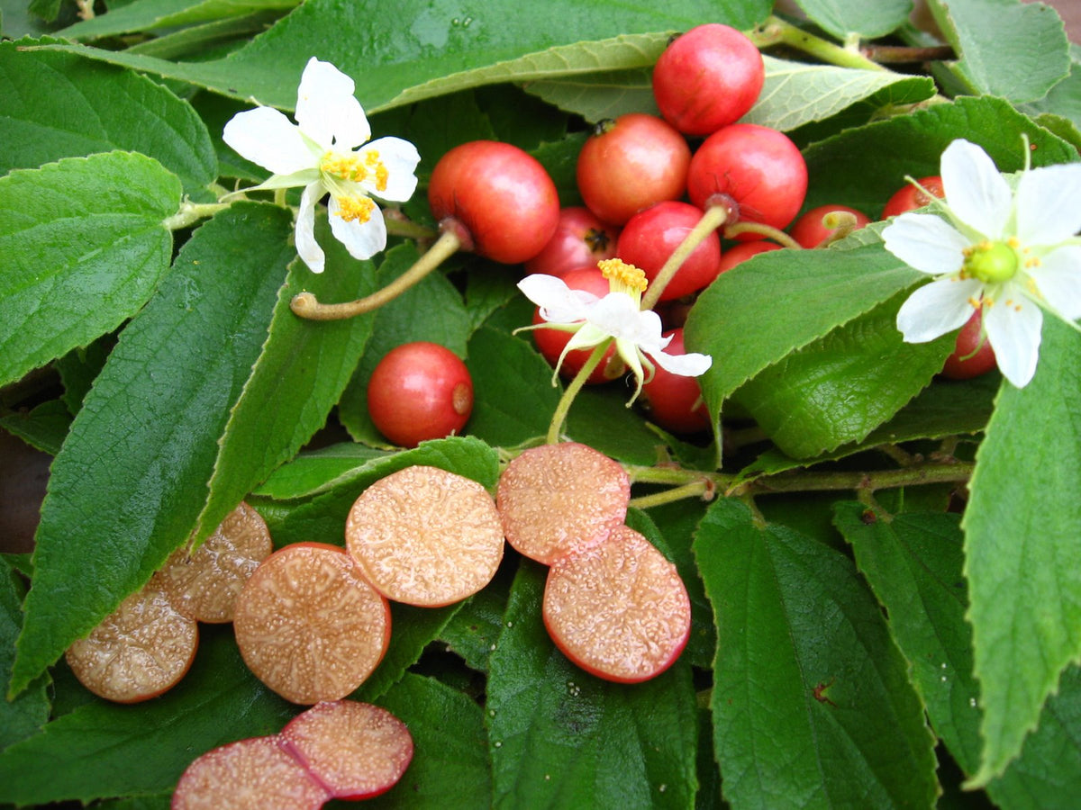 Red Jamaican Cherry Tree (Muntingia calabura) Bare-Root Starter Plant