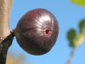 Kathleen’s Black Fig Cutting – 1 Unrooted Cutting over 8" | 3+ Nodes | Dark Variety for Rooting or Grafting