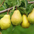 Kieffer Pear Tree Bare Root 1-2ft | Self-Pollinating, Cold Hardy (Zones 4-9)
