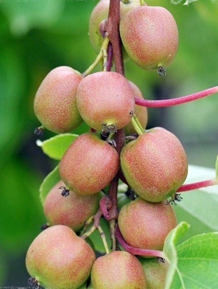 Hardy Kiwi Cuttings Geneva - Unrooted Actinidia arguta Female, Organic, Cold Hardy