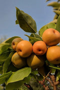 Kosui Asian Pear Cutting (Pyrus pyrifolia ‘Kosui’) – Unrooted Cutting for Rooting or Grafting
