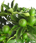 Green Kumquat Cuttings (Fortunella/Citrus) – 3 Unrooted Fresh Cuttings for Propagation
