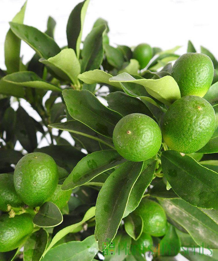Green Kumquat Cuttings (Fortunella/Citrus) – 3 Unrooted Fresh Cuttings for Propagation