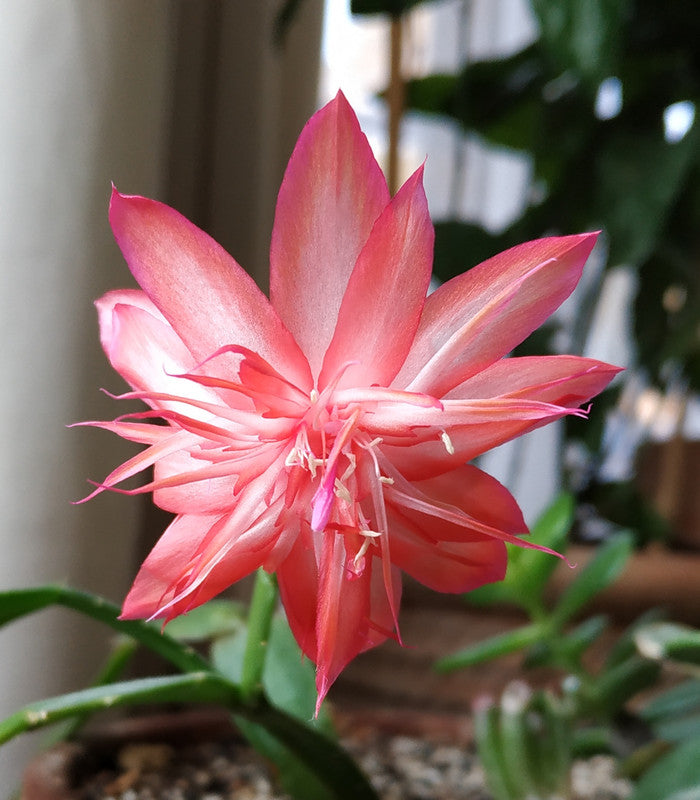 Schlumbergera Laranja Dobrada Cuttings (Unrooted) – 2 Cultivar Holiday Cactus