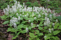 Foamflower Tiarella cordifolia Bare-Root Plants — 3 Native Ground Cover, Shade Perennial