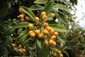 Gold Nugget Loquat Cutting (Eriobotrya japonica) 6–8" Unrooted Cutting for Rooting or Grafting