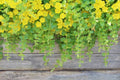 Golden Creeping Jenny (Lysimachia nummularia 'Aurea') - 20 Live Starter Plants