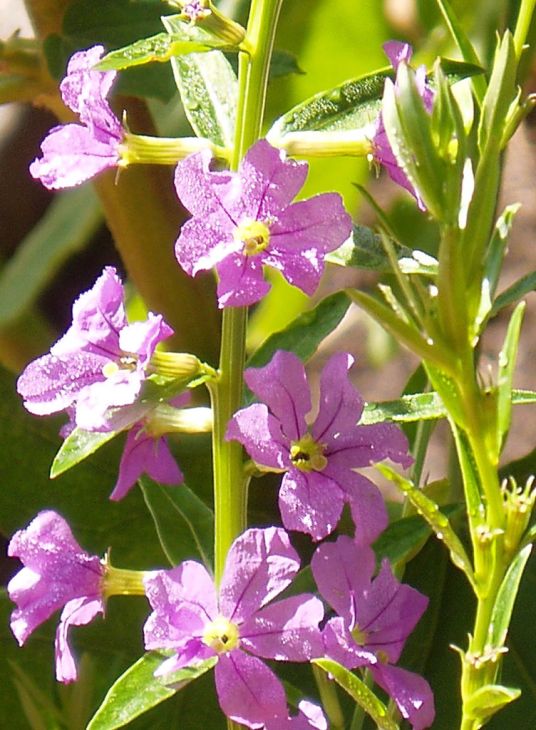 Winged Loosestrife (Lythrum alatum) Seeds - Native Wetland Perennial, 1000 Seeds