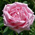 Madame Caroline Testout Rose Cuttings (Rosa ‘Mme Caroline Testout’) – 3 Unrooted Cuttings for Rooting or Grafting