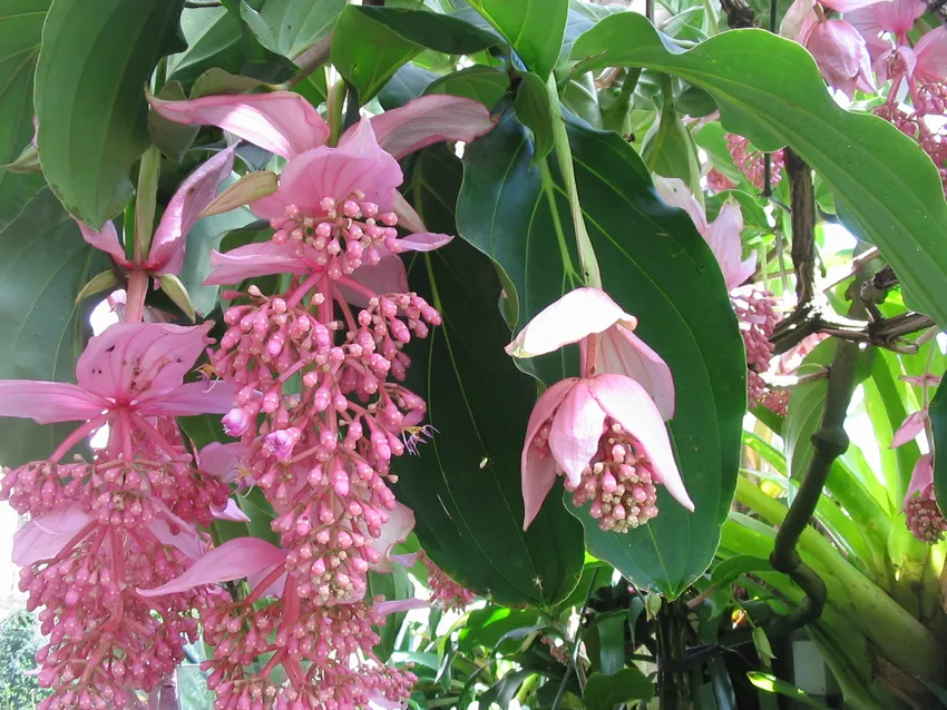 Medinilla apoensis 'Philippine Pink' Starter Plant | Live Pink-Flowering Tropical Plant
