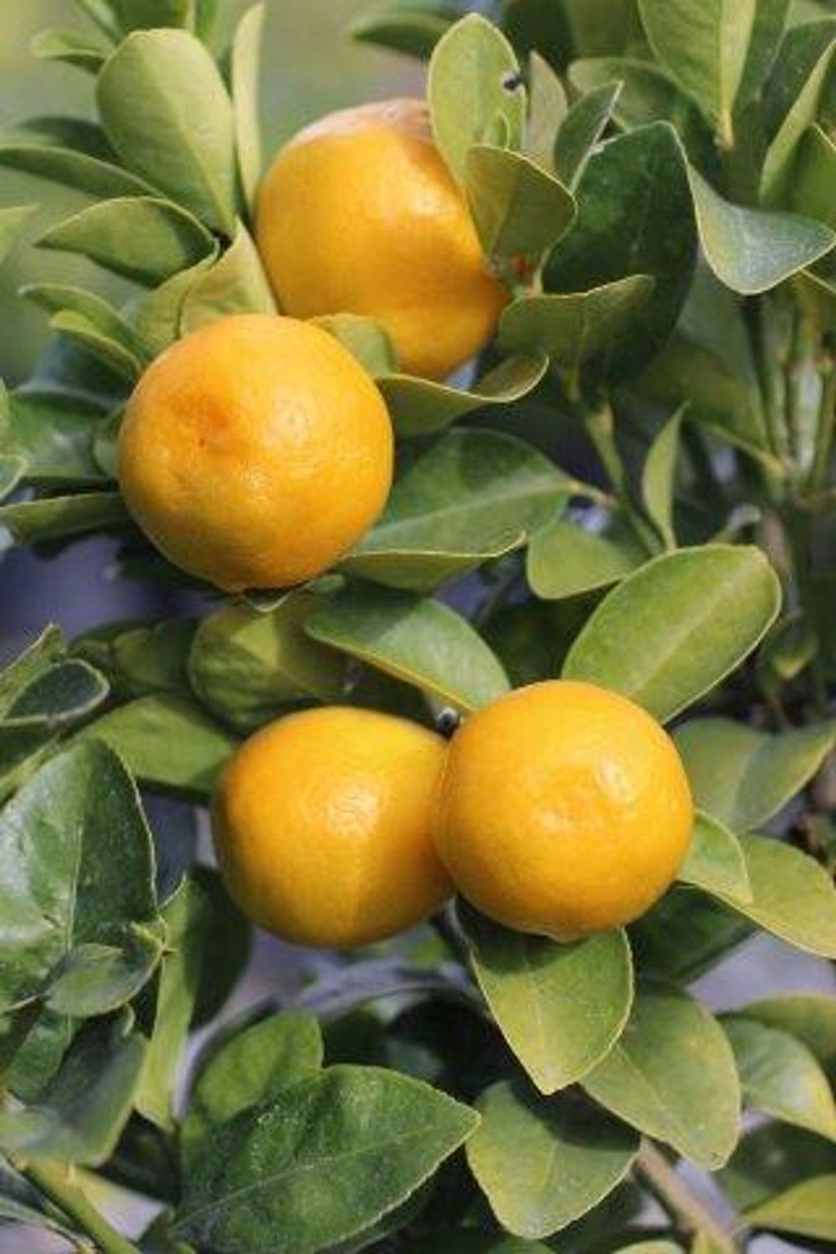Fukushu Kumquat Cuttings (Fortunella obovata) - 3 Fresh Scions for Rooting or Grafting