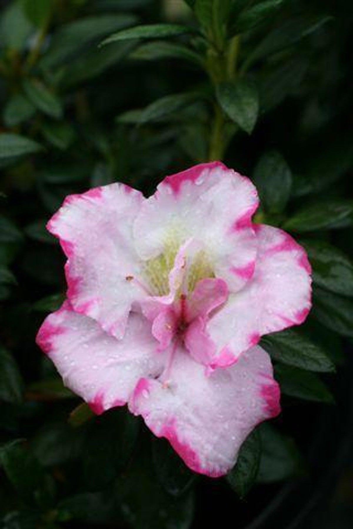 Azalea Cuttings Pink & White - 7 Unrooted Rhododendron Cuttings for Grafting or Rooting