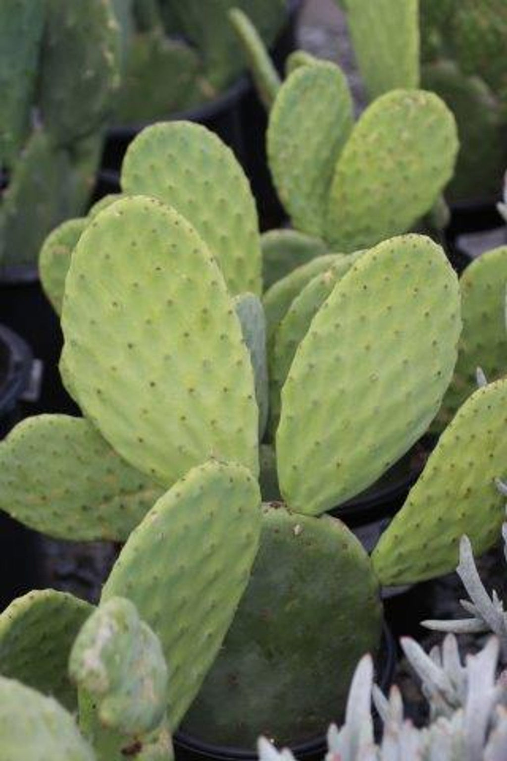 Opuntia Ficus-Indica Cactus Pads – 4 Fresh Prickly Pear Nopales, Spineless Variety, Edible & Ready to Plant