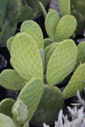 Opuntia Ficus-Indica Cactus Pads – 4 Fresh Prickly Pear Nopales, Spineless Variety, Edible & Ready to Plant