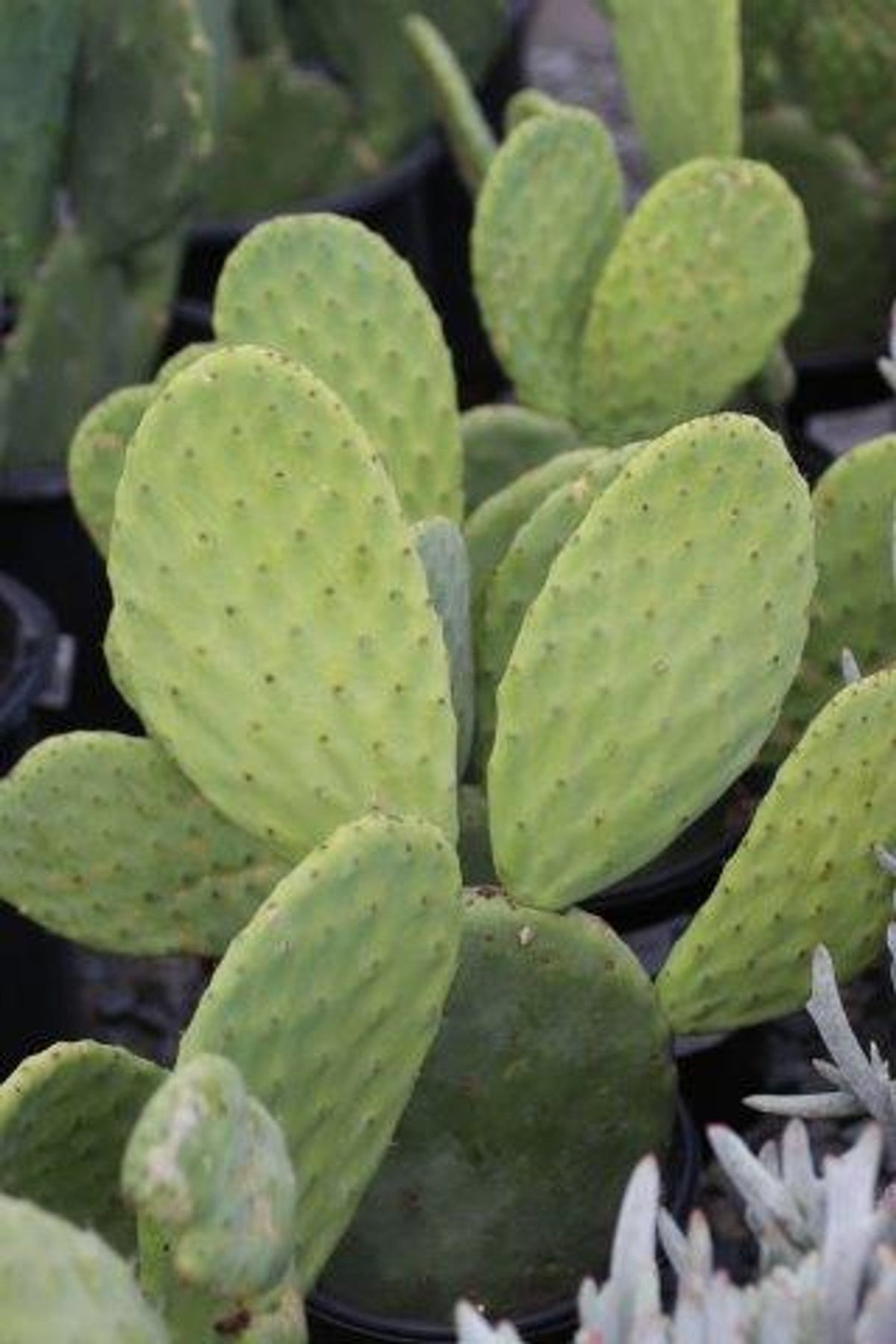 Opuntia Ficus-Indica Cactus Pads – 4 Fresh Prickly Pear Nopales, Spineless Variety, Edible & Ready to Plant