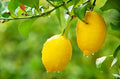 Meyer Lemon Tree Bare Root Starter (5") - Organic, Non-GMO | Citrus × meyeri