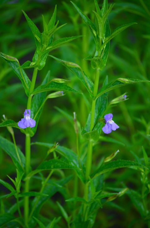 Mimulus ringens Seeds (Monkey Flower) – 5000 Non-GMO Native Wetland Seed Pack